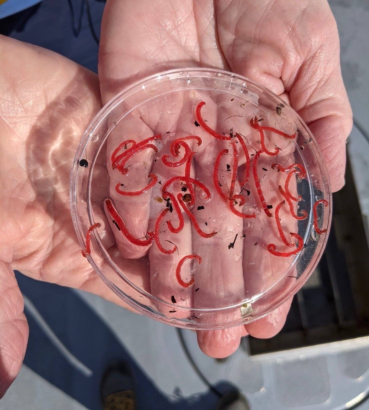 Image from Emma's Poster